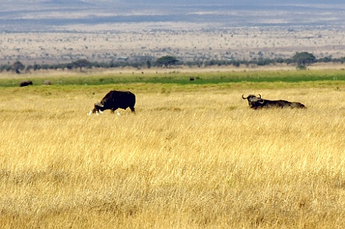 Kenia (151)